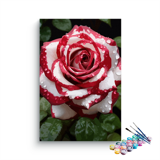 DIY Painting Kit -Rose Elegance Dew-Kissed Red and White Rose Paint by Numbers Kit