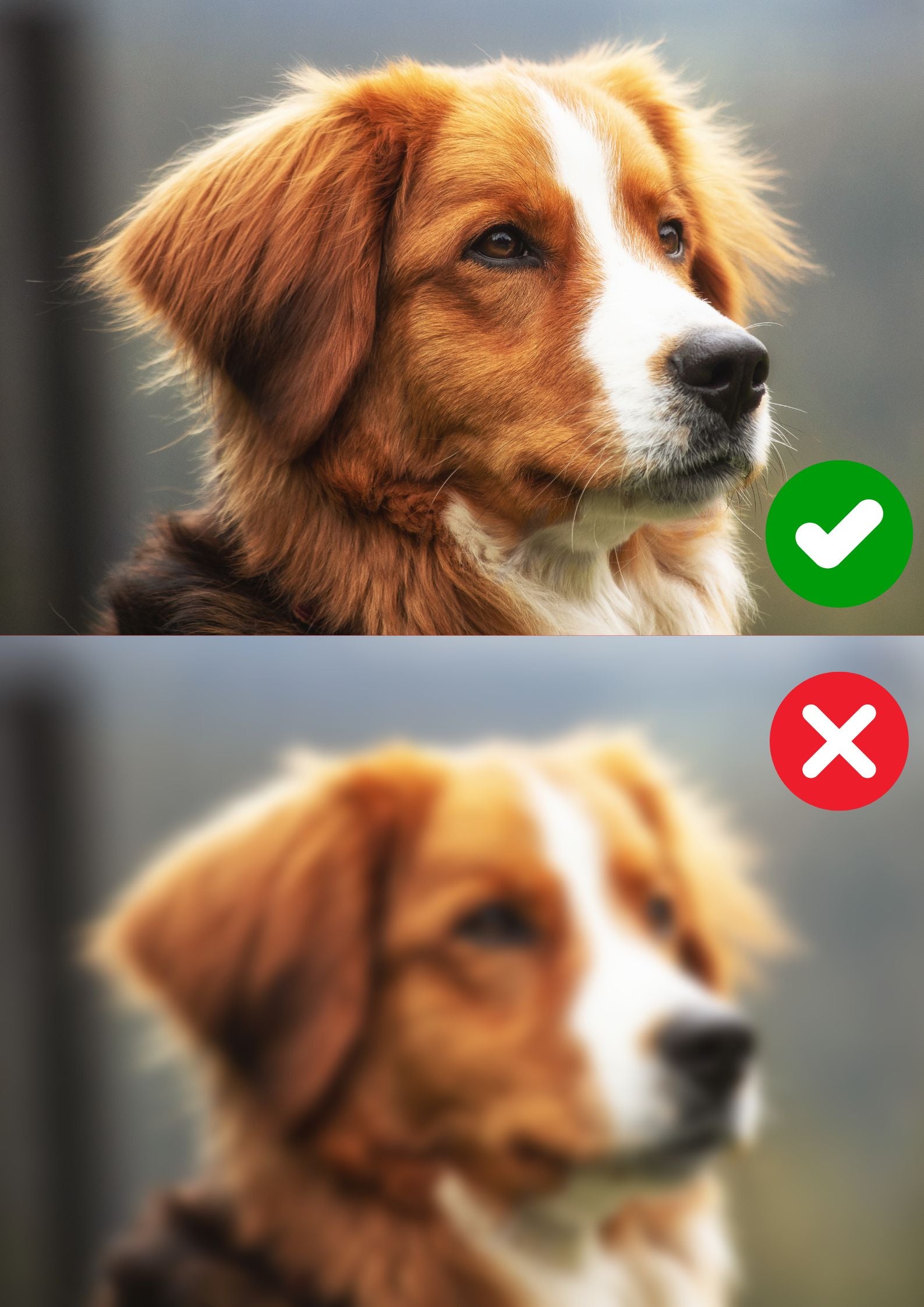 Dont use blurry image for custom paint by numbers kit